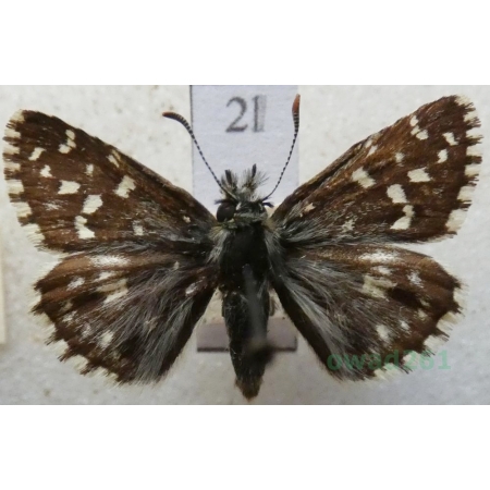 Pyrgus malvae (Linnaeus, 1758) Powszelatek malwowiec Czech2l